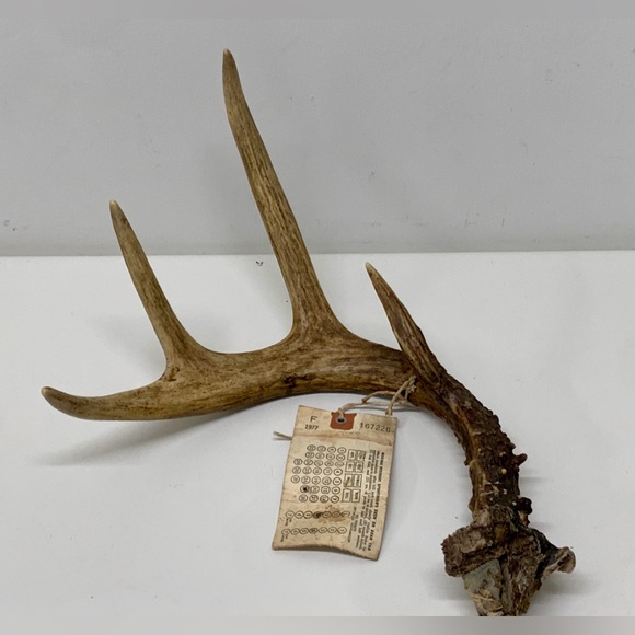 Vintage Upper Peninsula Michigan Deer Antler 15.3oz/433g 1977 - Picture 14 of 14